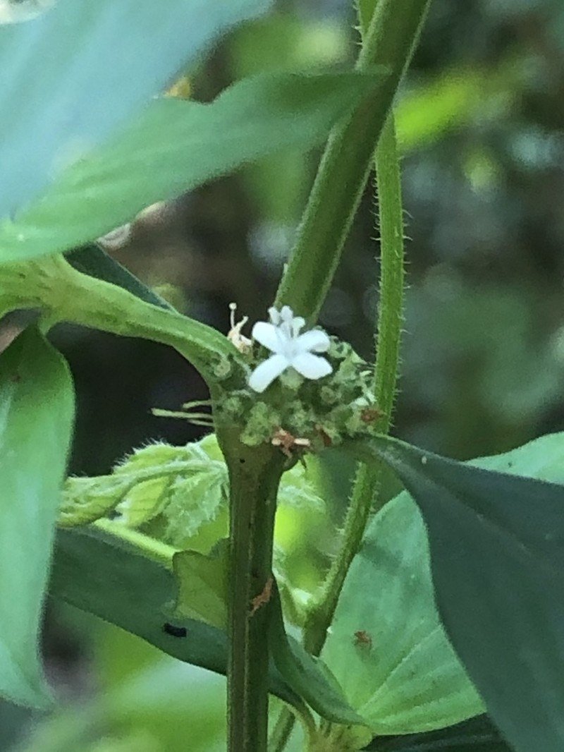 Slender Buttonweed photo 8