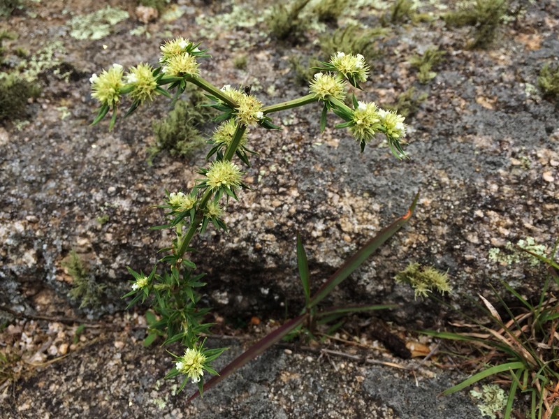 Spermacoce ostenii