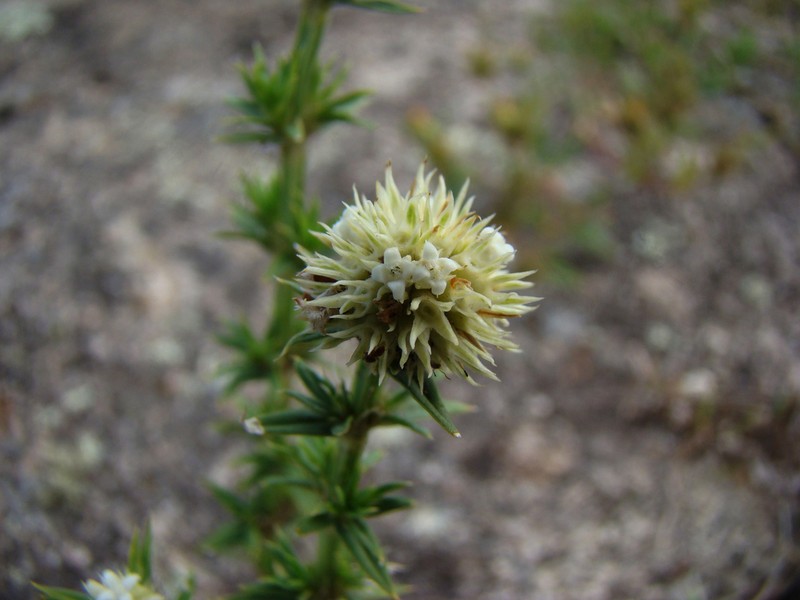 Spermacoce ostenii photo 2