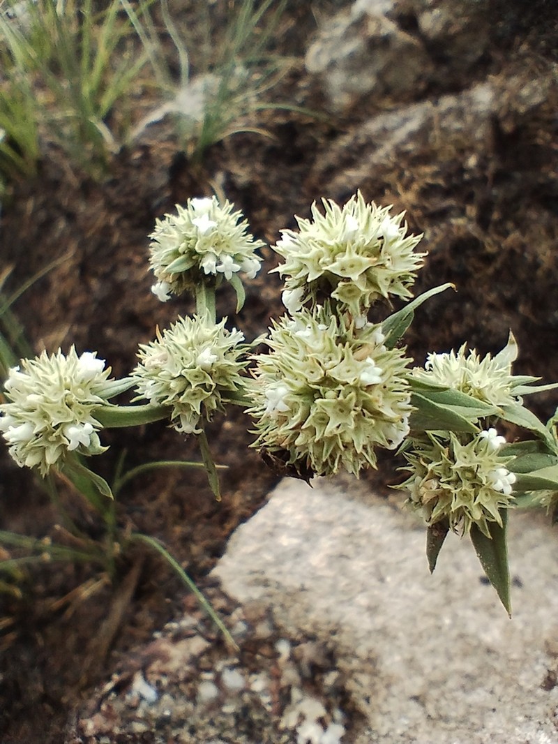 Spermacoce ostenii photo 3
