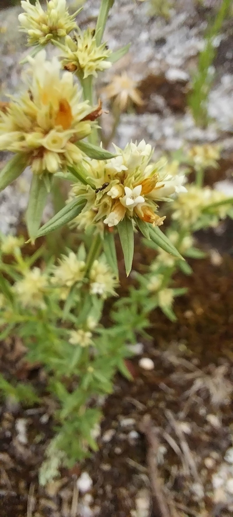 Spermacoce ostenii photo 5