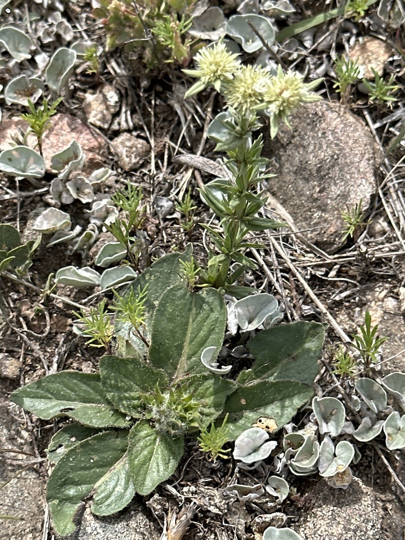 Spermacoce ostenii photo 8