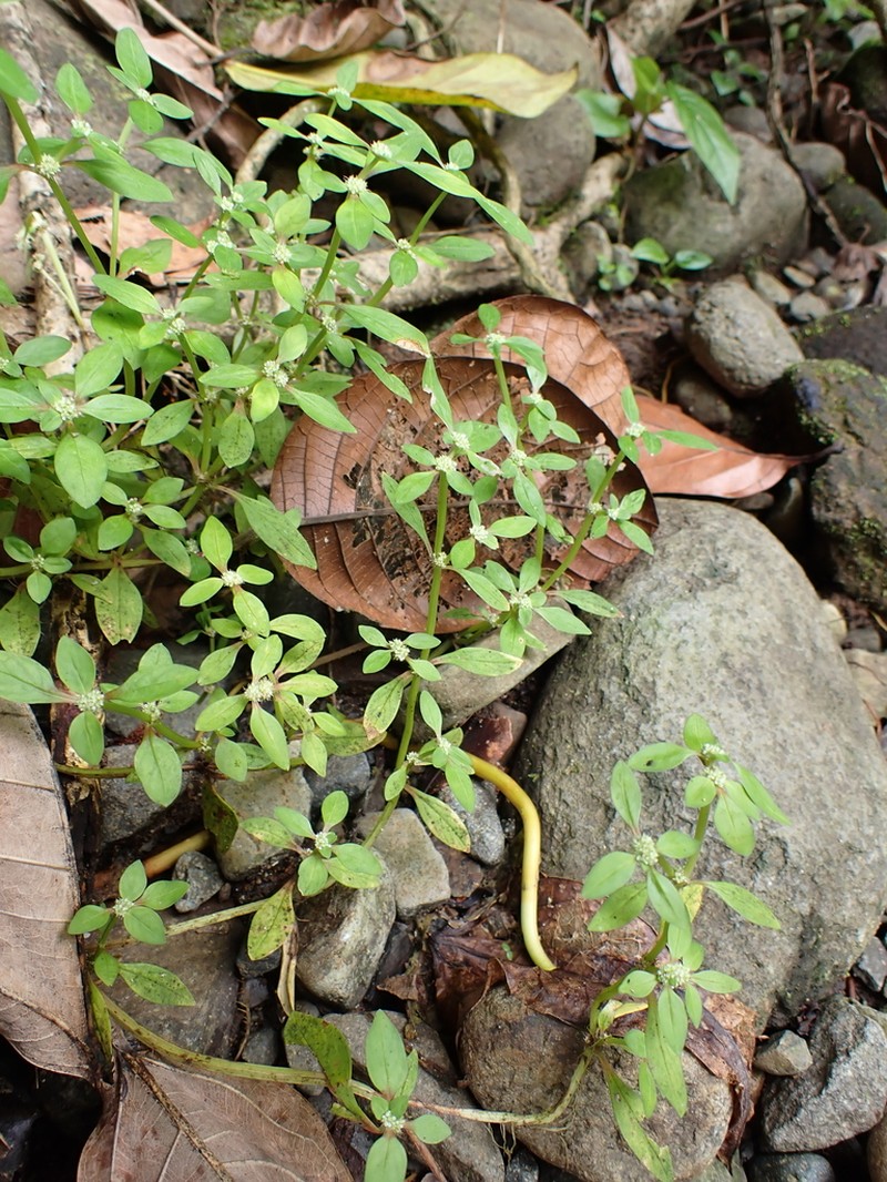 Prostrate False Buttonweed photo 3