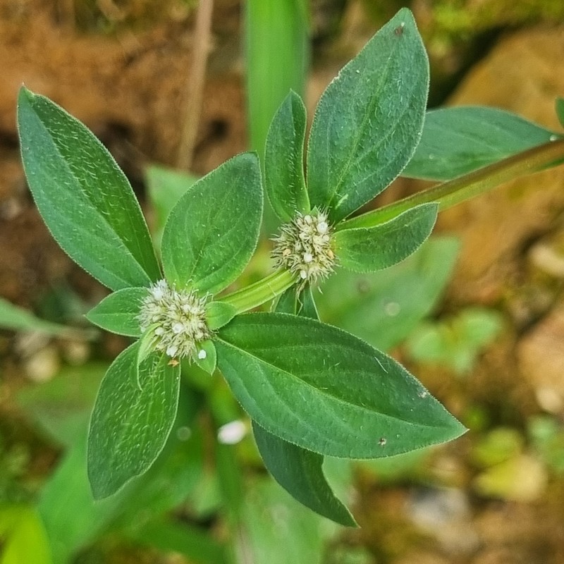 Prostrate False Buttonweed photo 4