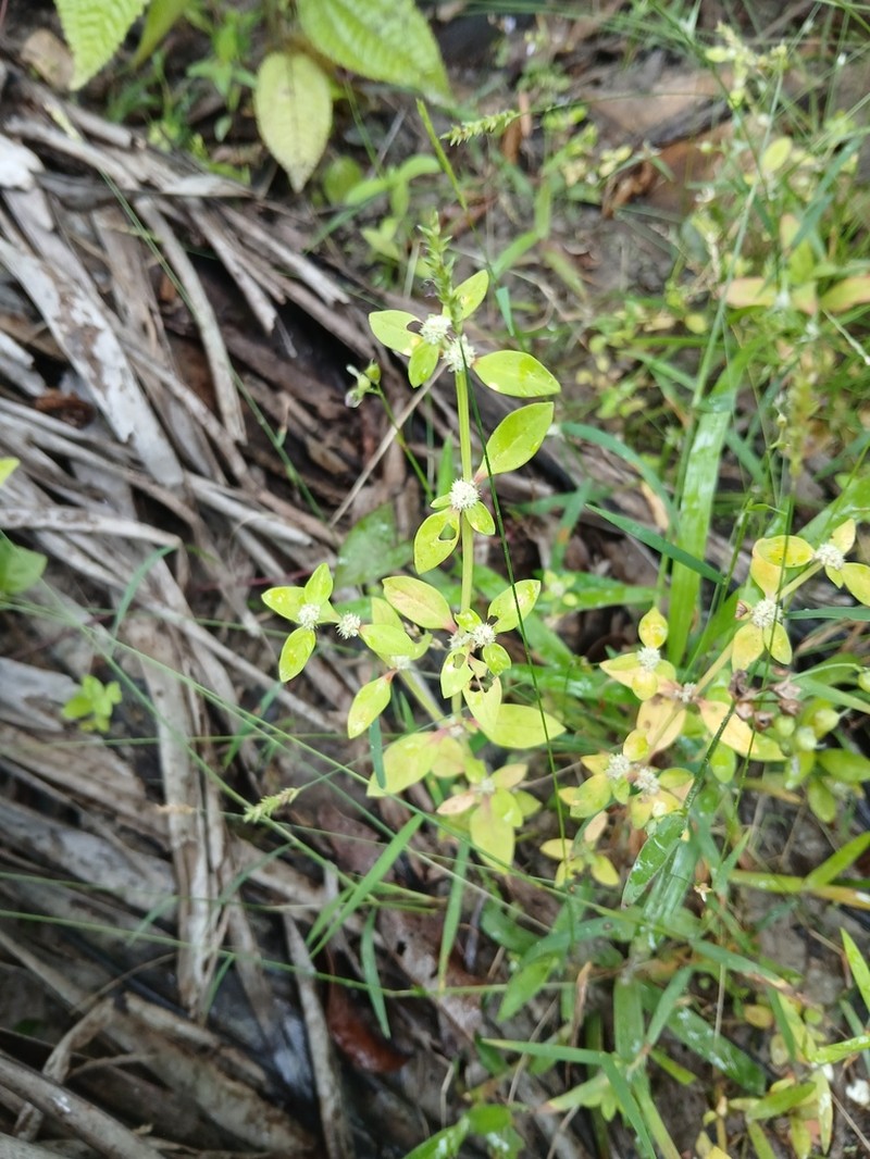 Prostrate False Buttonweed photo 5