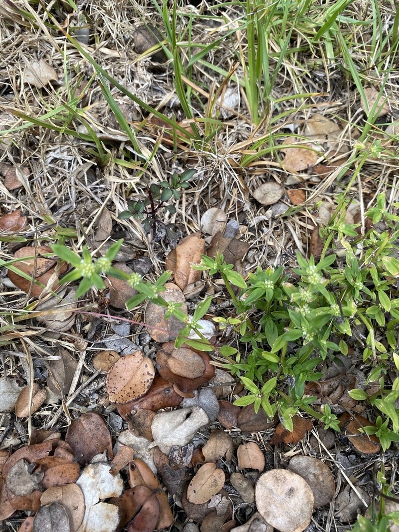 Prostrate False Buttonweed photo 6