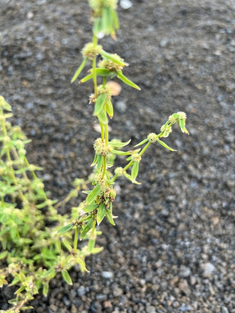 Prostrate False Buttonweed photo 7