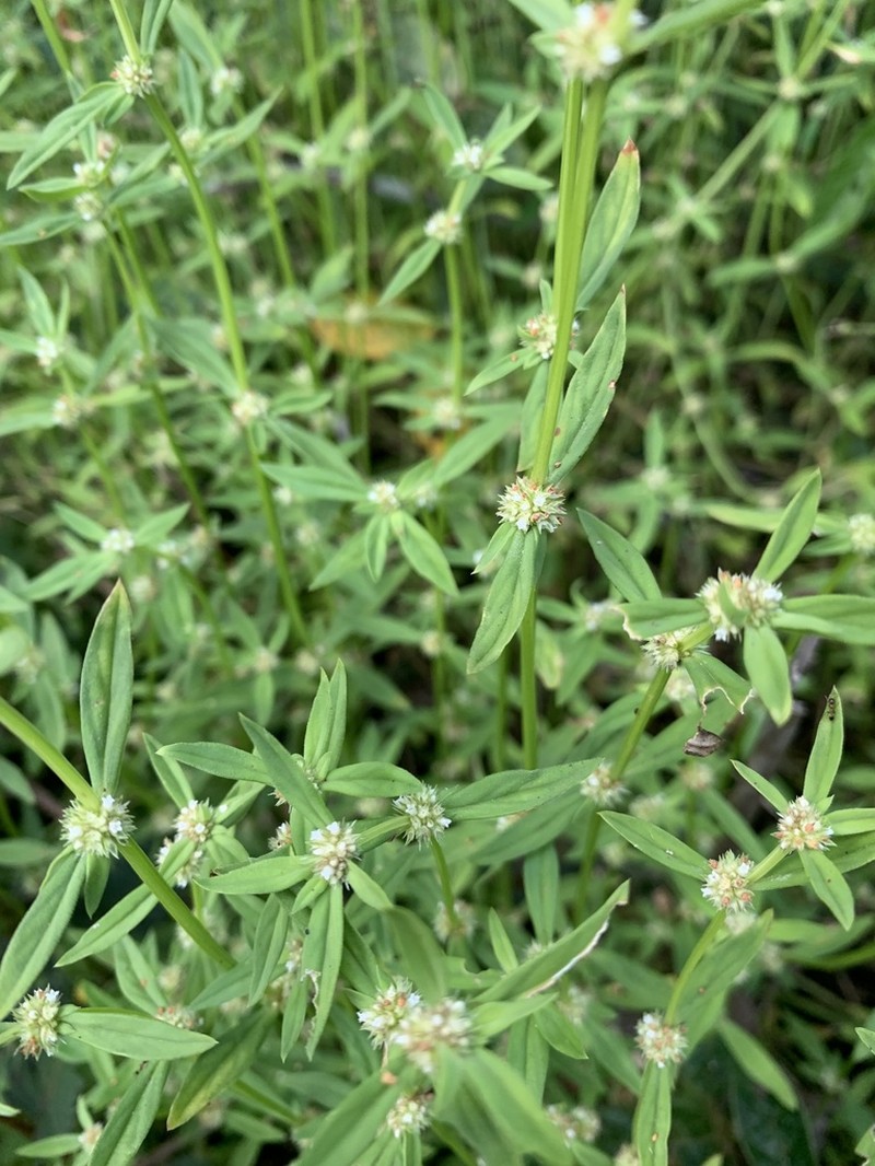 Prostrate False Buttonweed photo 8