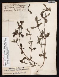 Prostrate False Buttonweed