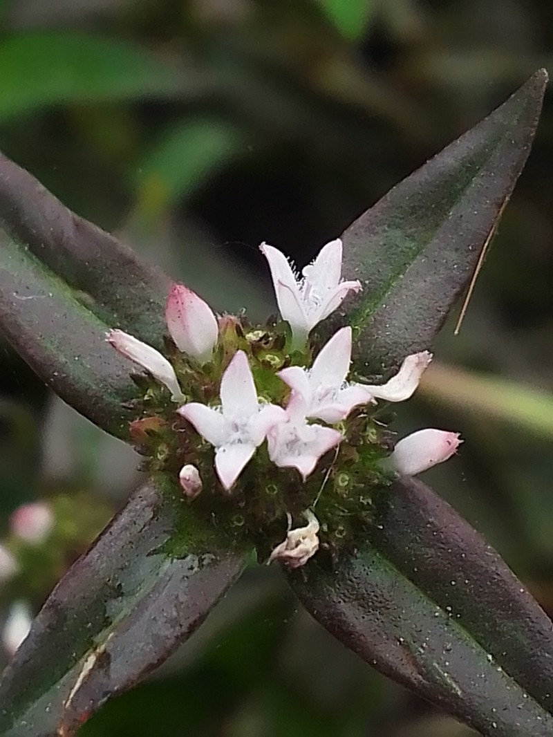 Woodland False Buttonweed photo 2