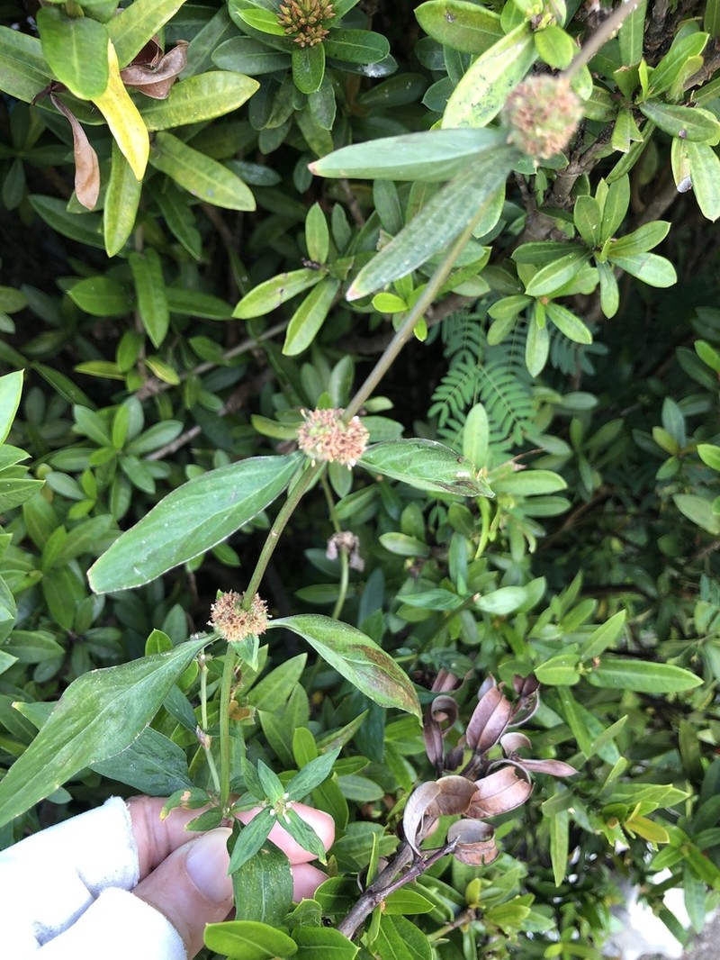Woodland False Buttonweed photo 3