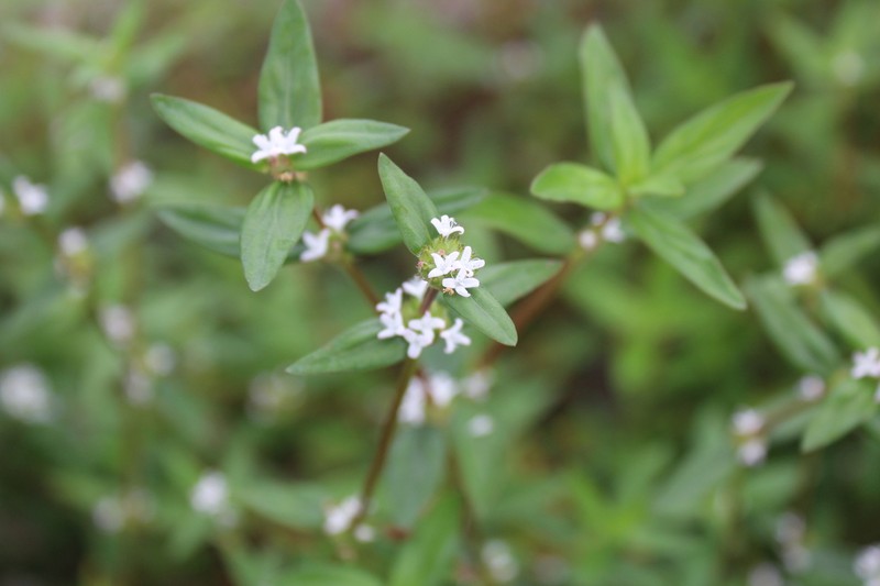 Woodland False Buttonweed photo 4
