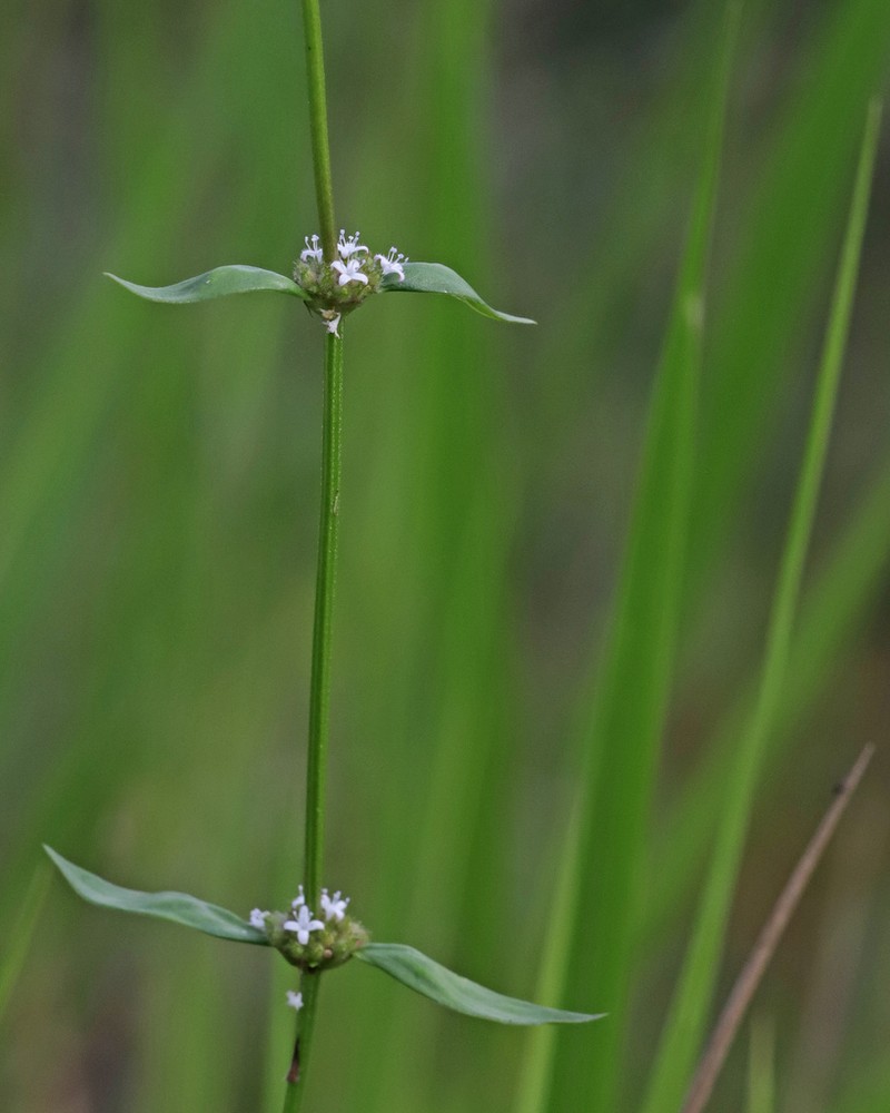 Woodland False Buttonweed photo 5