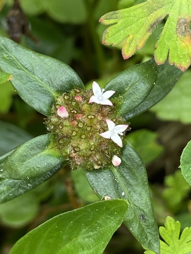 Woodland False Buttonweed photo 6