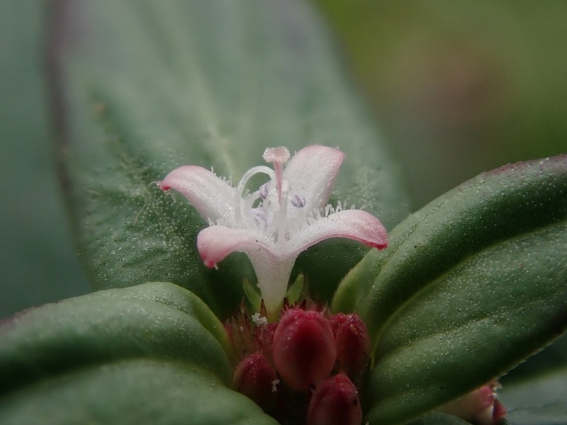 Woodland False Buttonweed photo 7