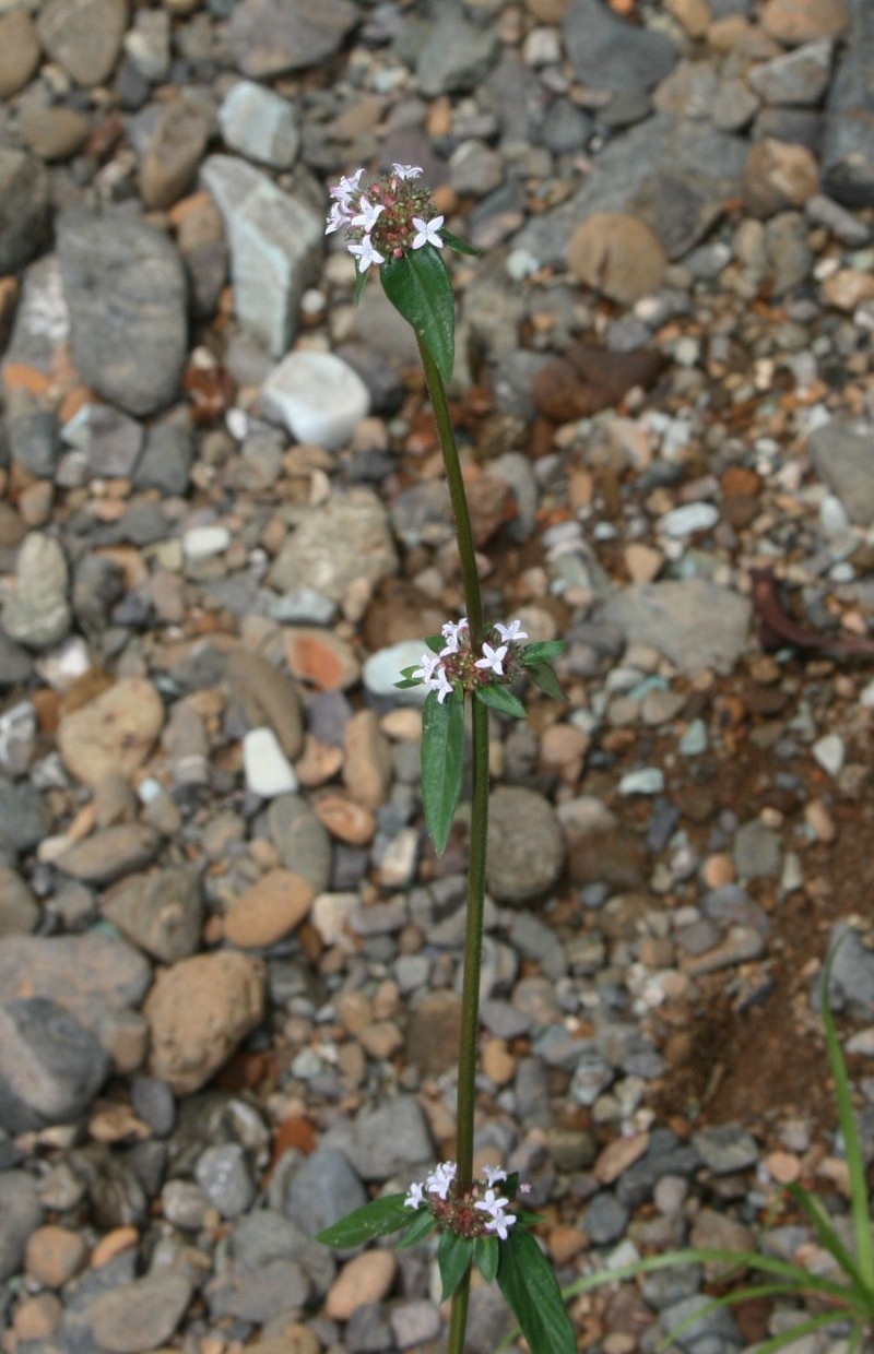 Woodland False Buttonweed