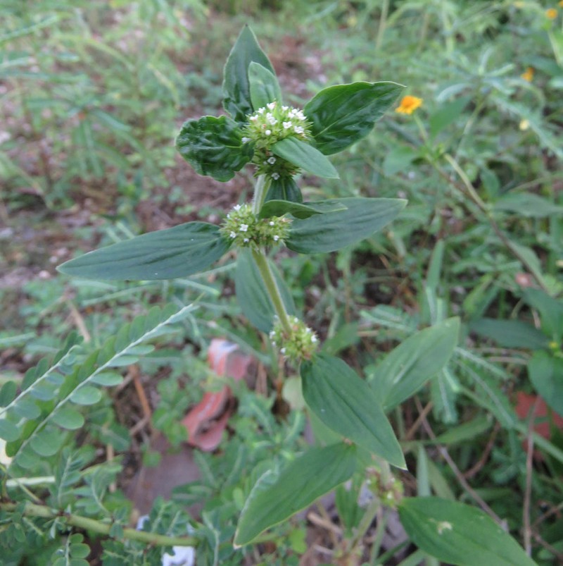Slender False Buttonweed