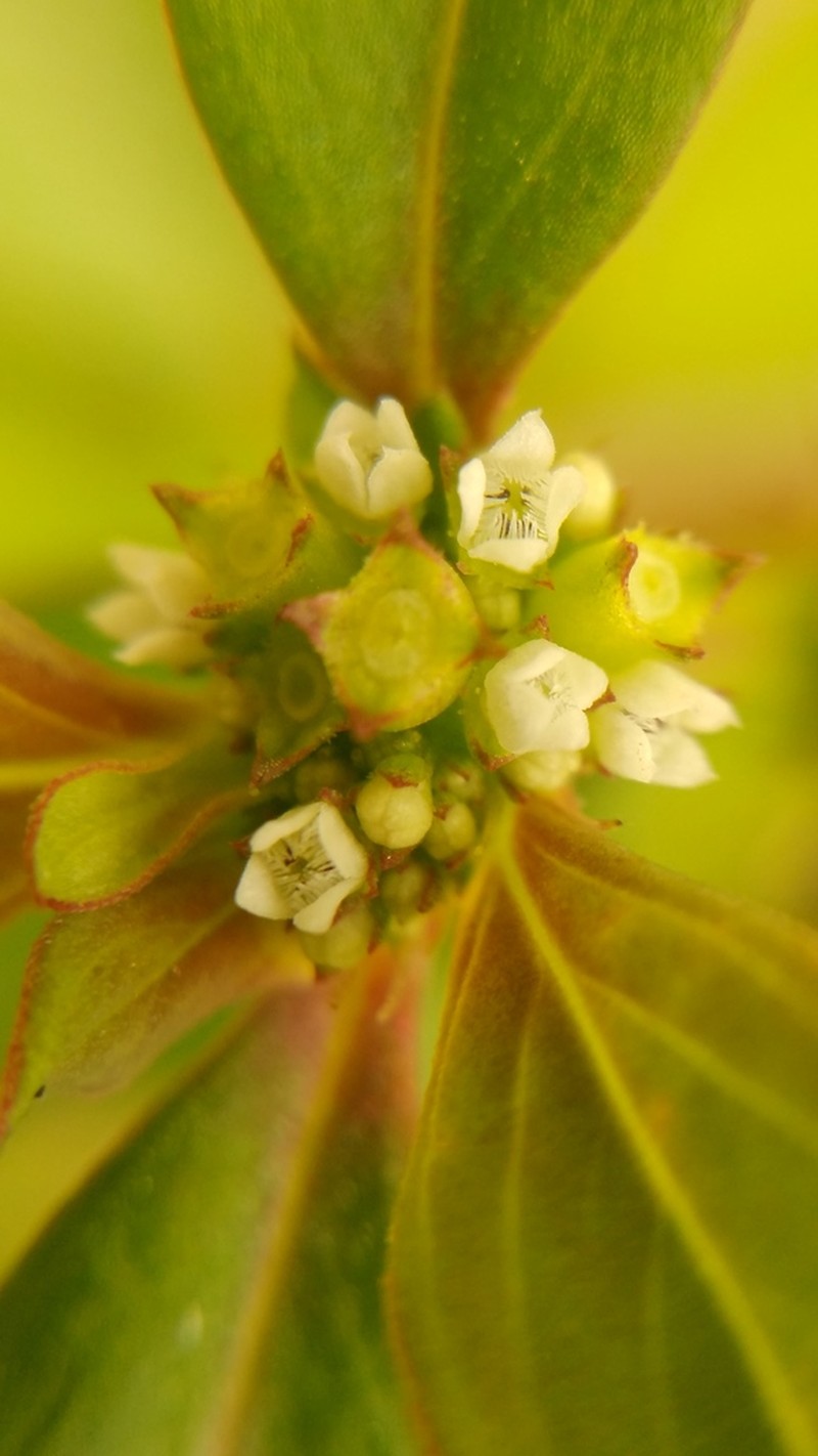 Slender False Buttonweed photo 2