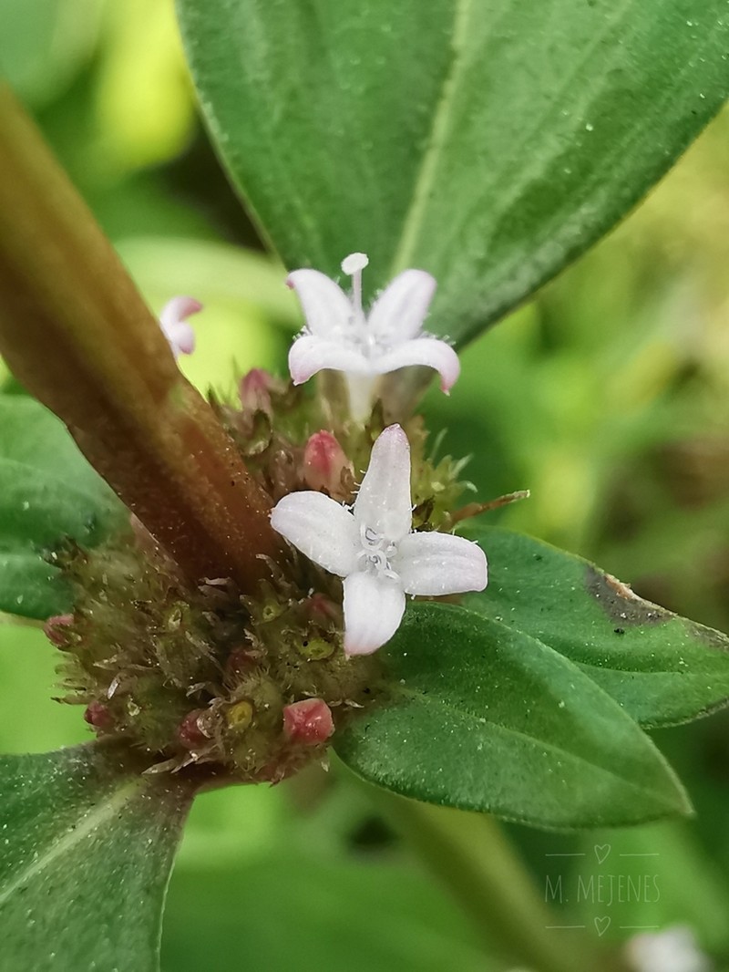 Slender False Buttonweed photo 3
