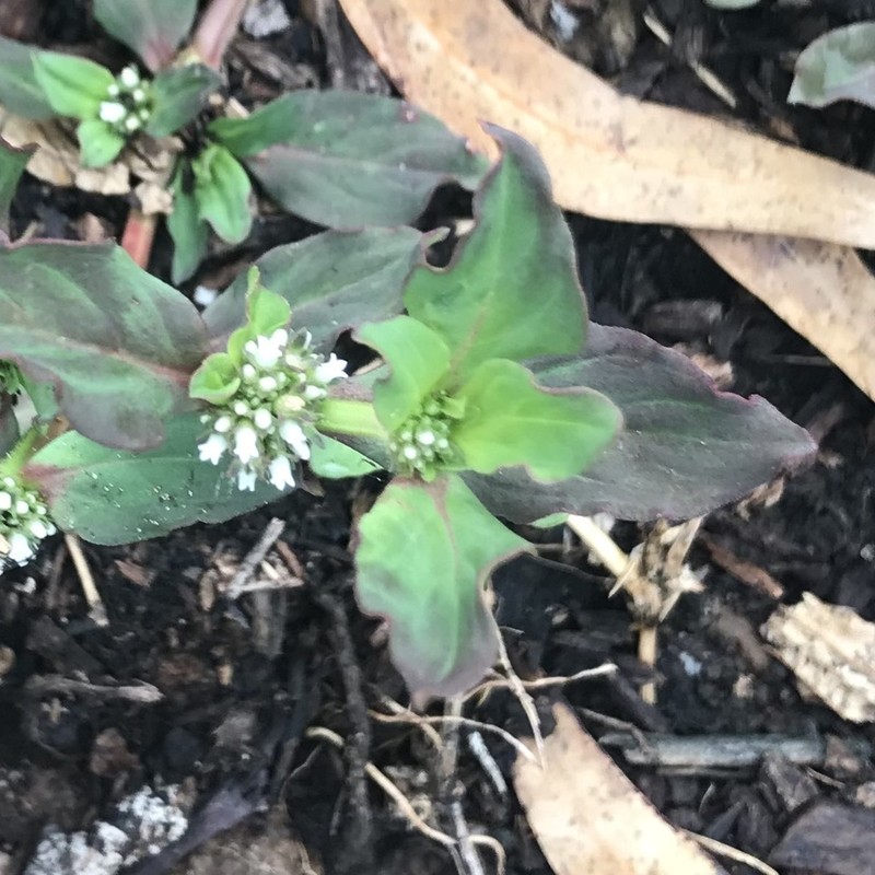 Slender False Buttonweed photo 4