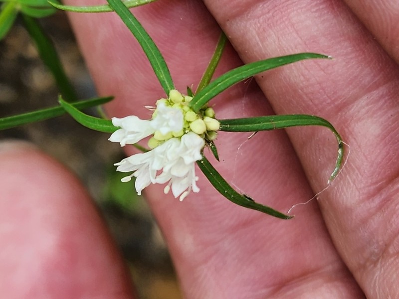 Slender False Buttonweed photo 5