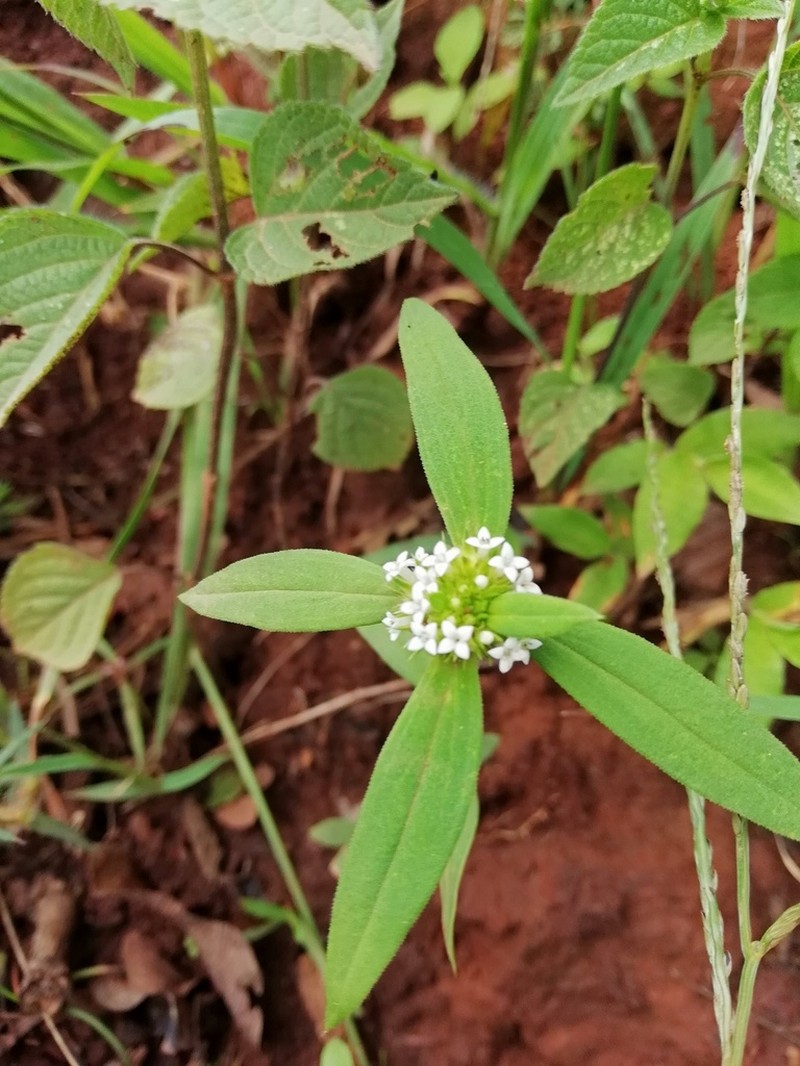 Slender False Buttonweed photo 6
