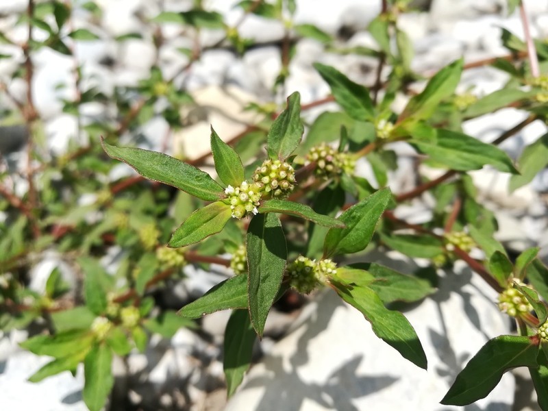 Slender False Buttonweed photo 7