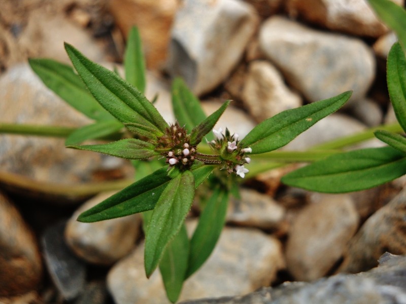 Slender False Buttonweed photo 8