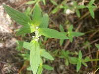 Pineland False Buttonweed