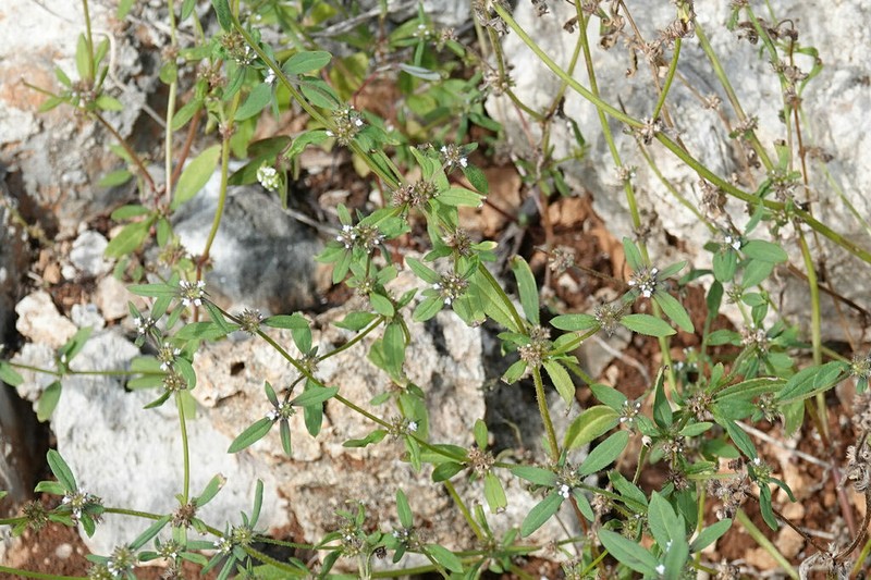 Pineland False Buttonweed photo 2