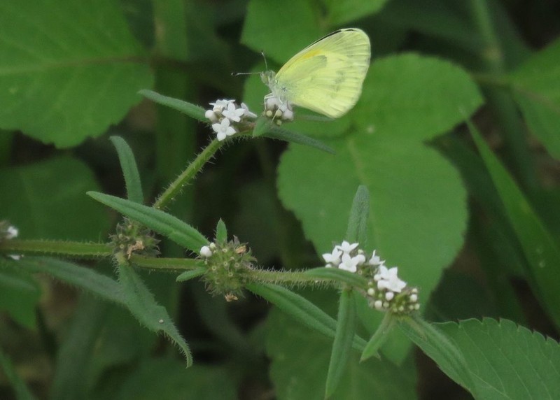 Pineland False Buttonweed photo 4