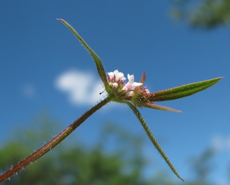 Pineland False Buttonweed photo 5