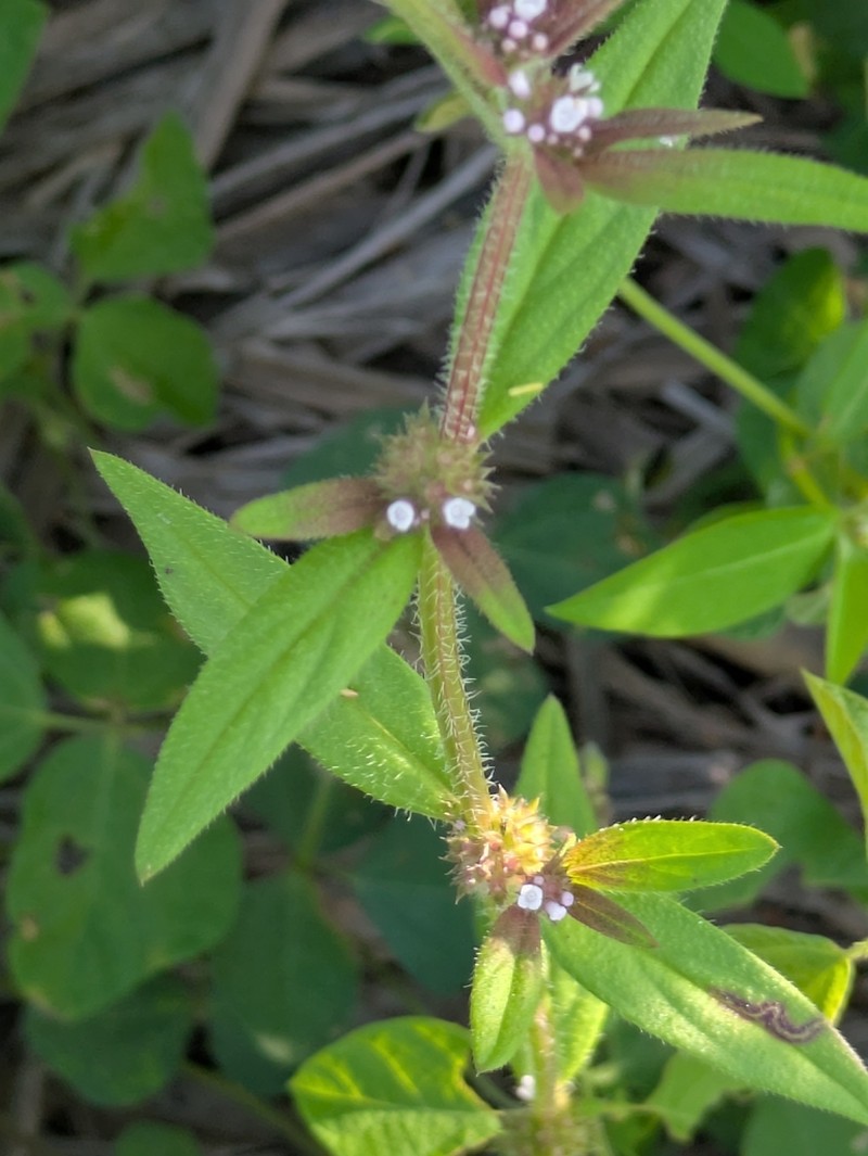 Pineland False Buttonweed photo 6