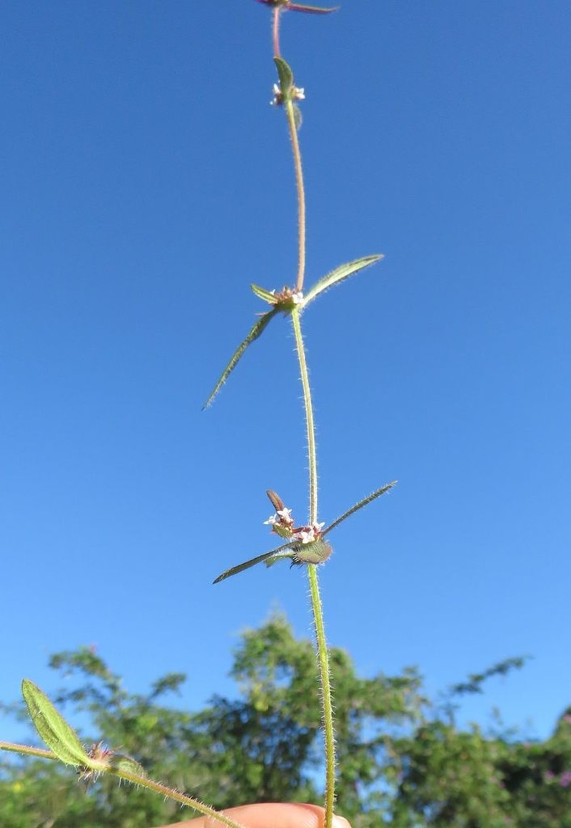 Pineland False Buttonweed photo 7