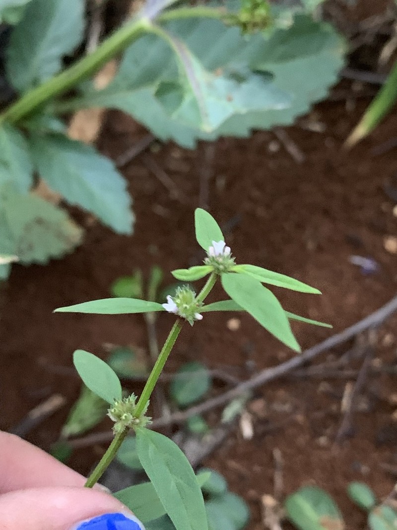 Pineland False Buttonweed photo 8