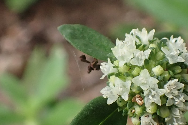 Shrubby False Buttonweed