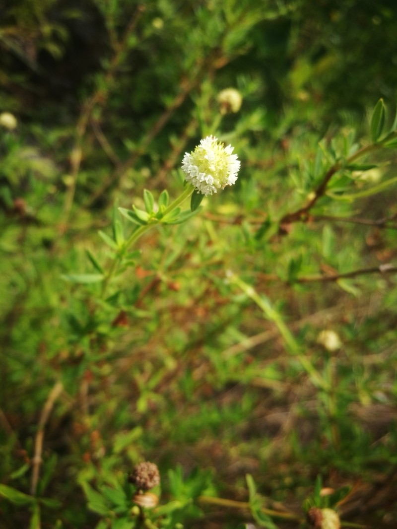 Shrubby False Buttonweed photo 2