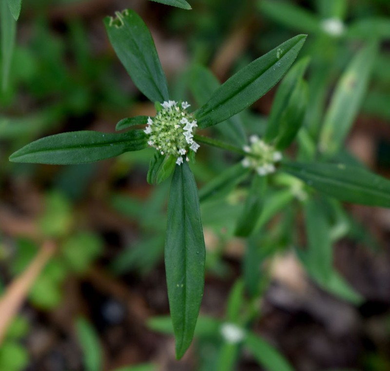 Shrubby False Buttonweed photo 3