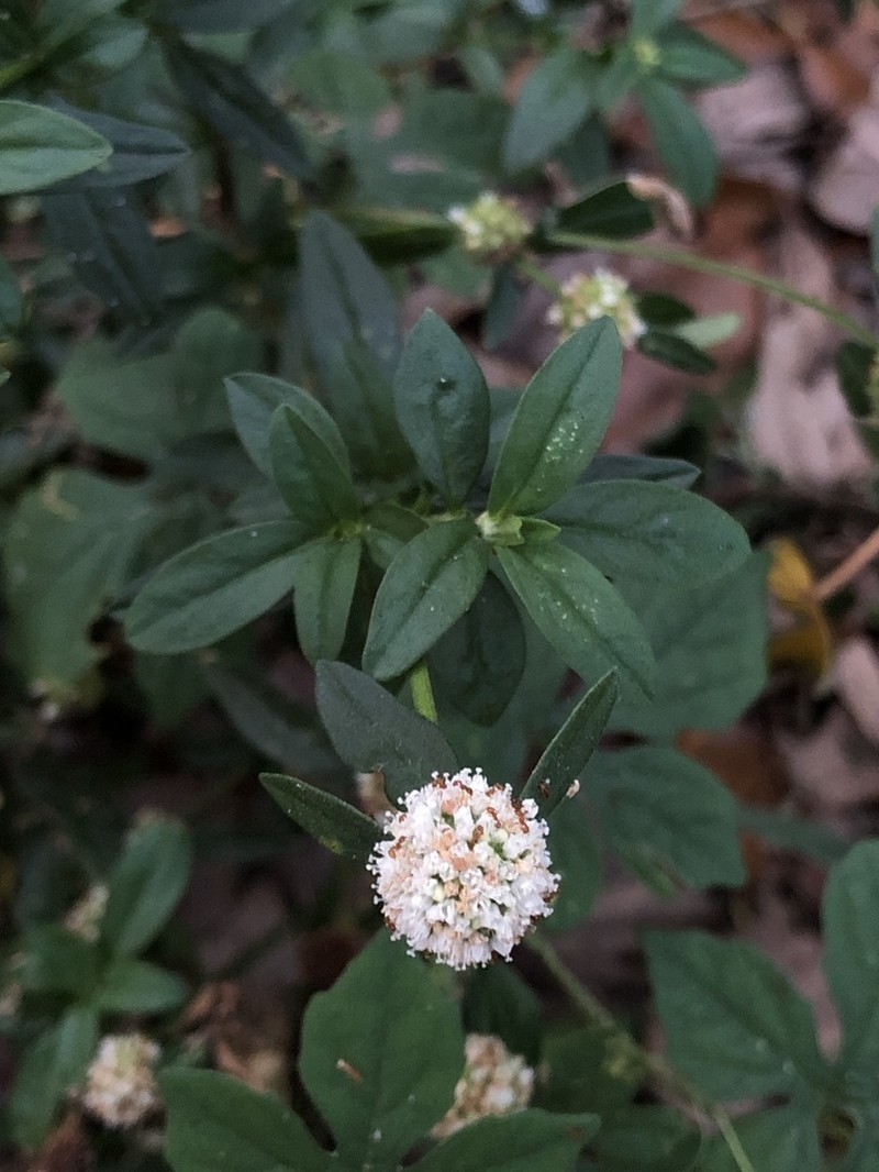 Shrubby False Buttonweed photo 4