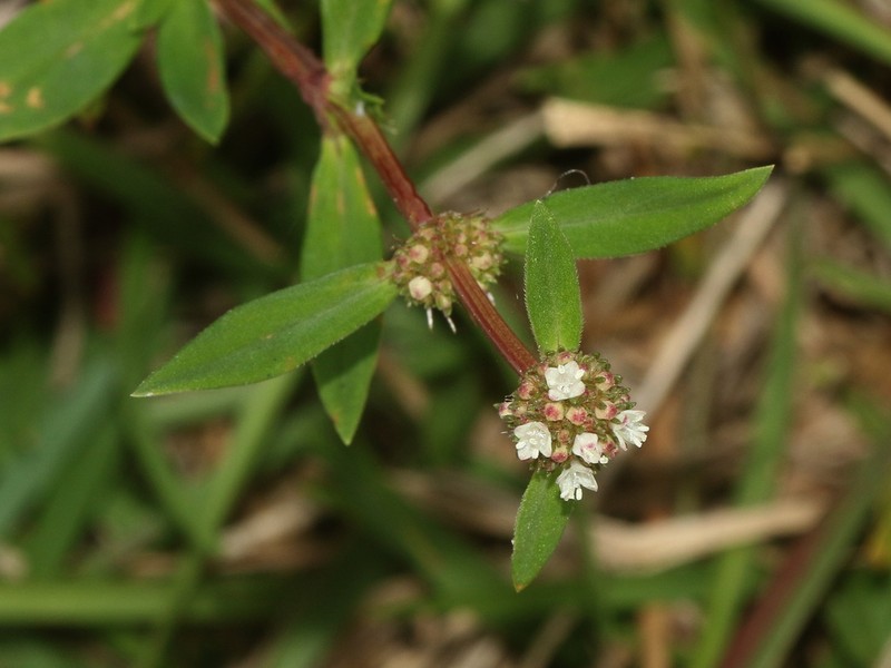 Shrubby False Buttonweed photo 5