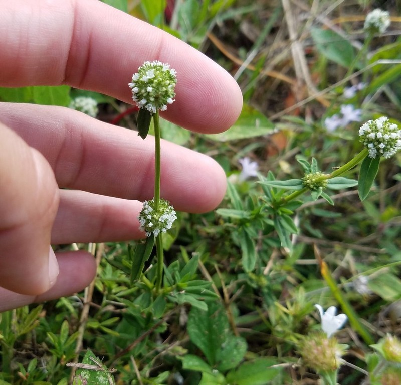 Shrubby False Buttonweed photo 6