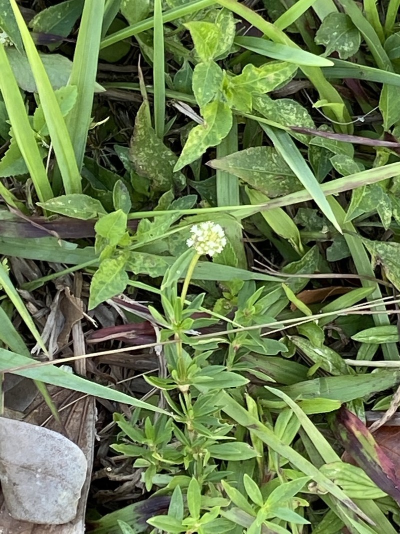 Shrubby False Buttonweed photo 7