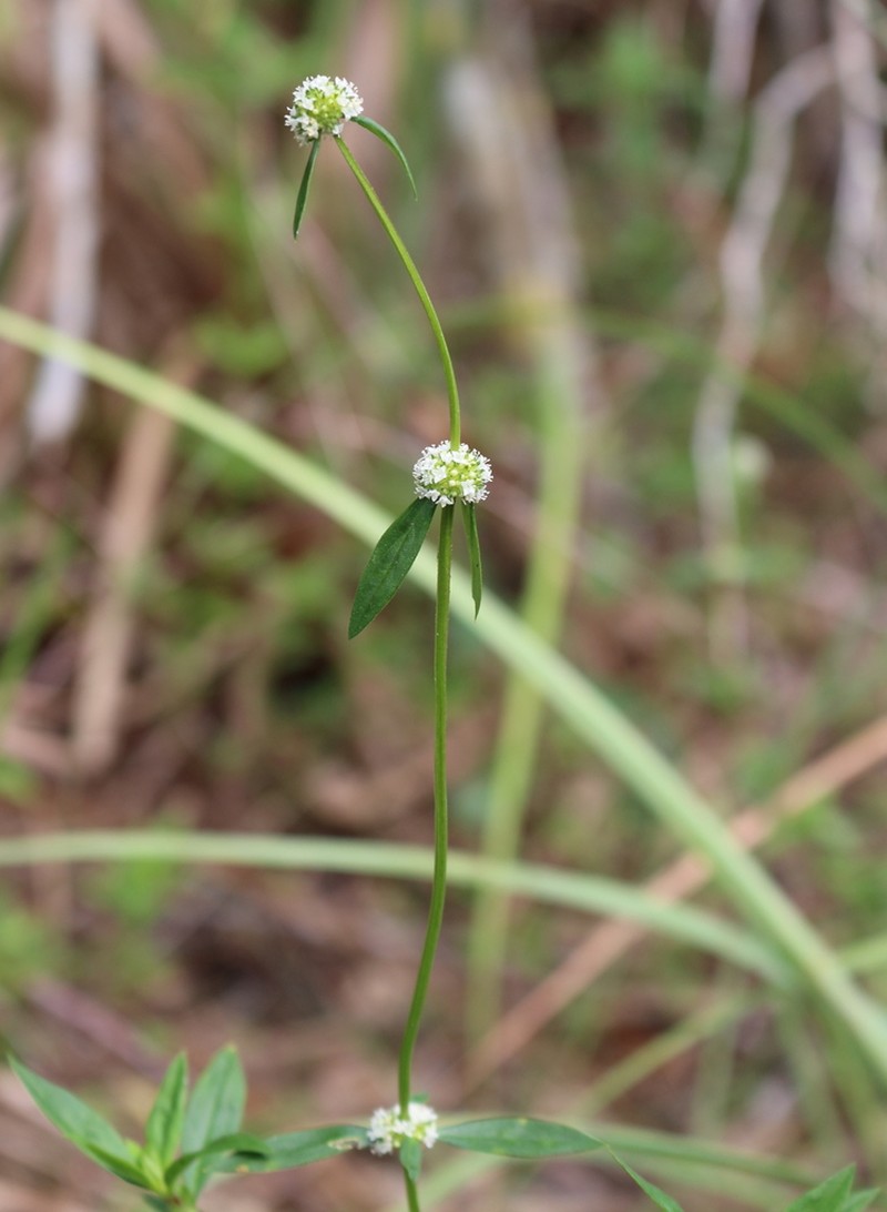 Shrubby False Buttonweed photo 8