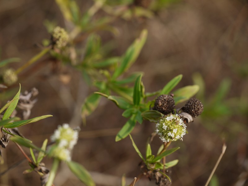 Shrubby False Buttonweed