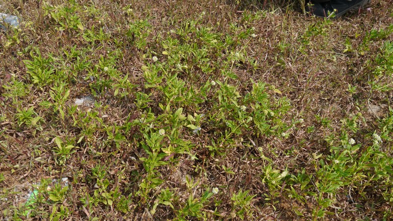 Shrubby False Buttonweed photo 2