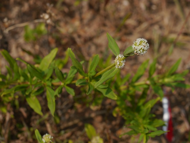 Shrubby False Buttonweed photo 3