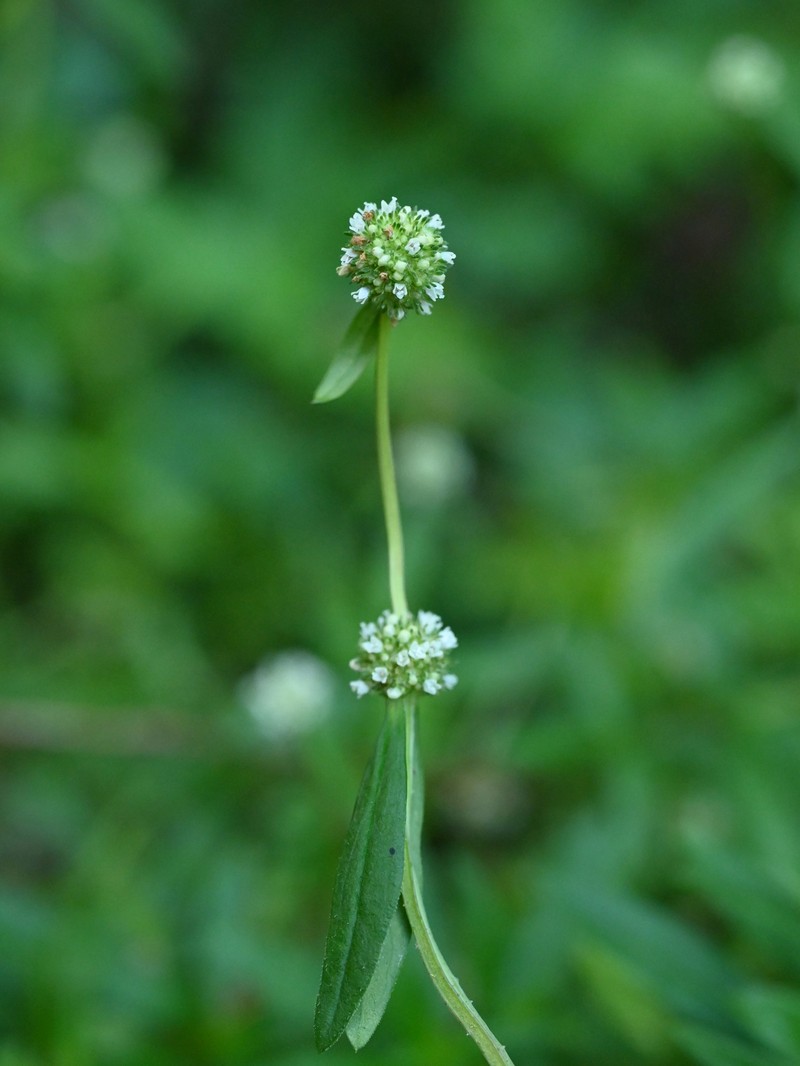 Shrubby False Buttonweed photo 4