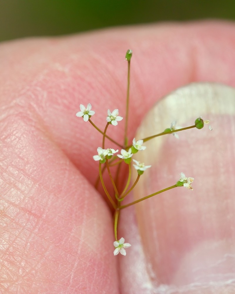 Spermolepis diffusa