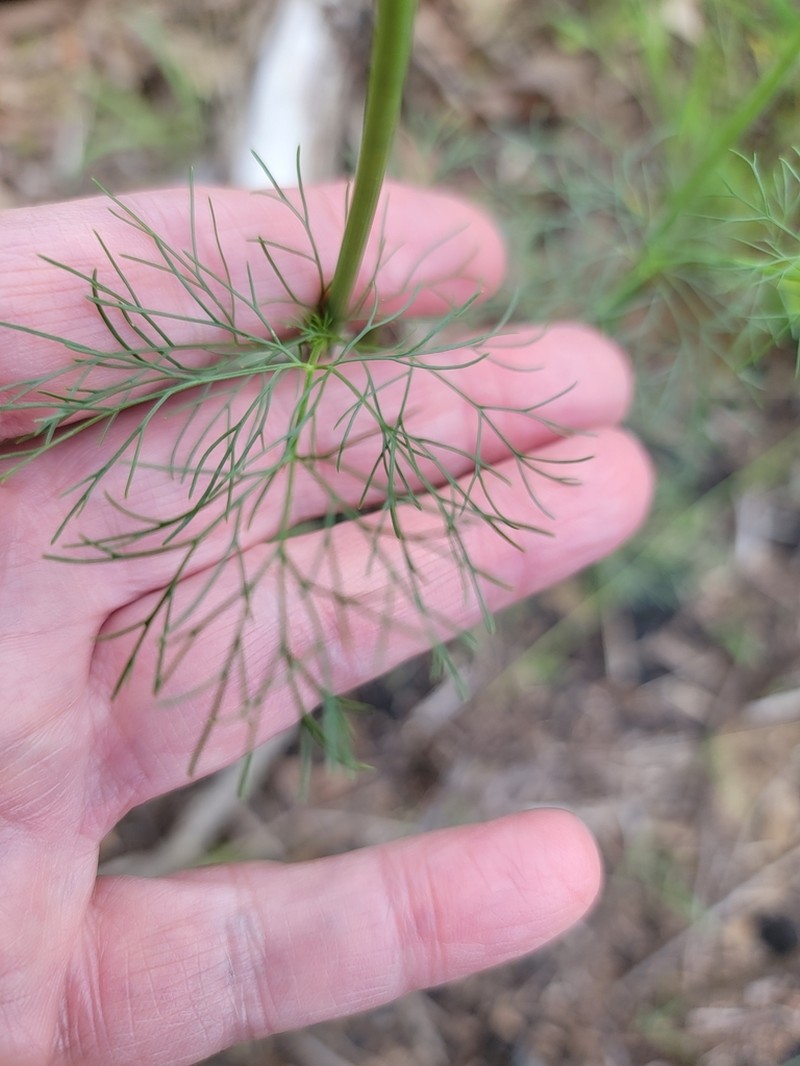 Spermolepis diffusa photo 3