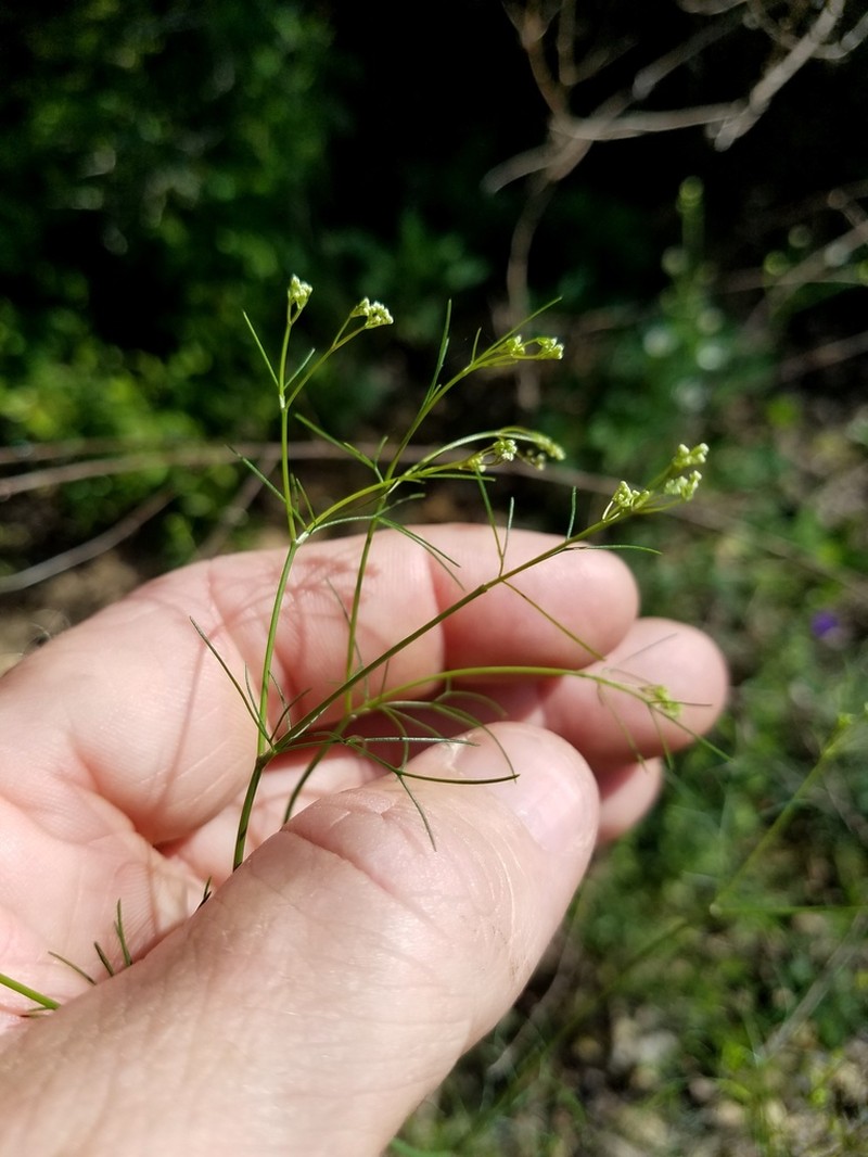 Spermolepis diffusa photo 4